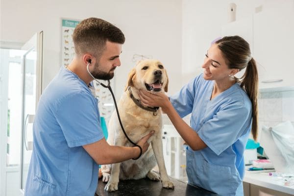 quanto ganha um veterinario